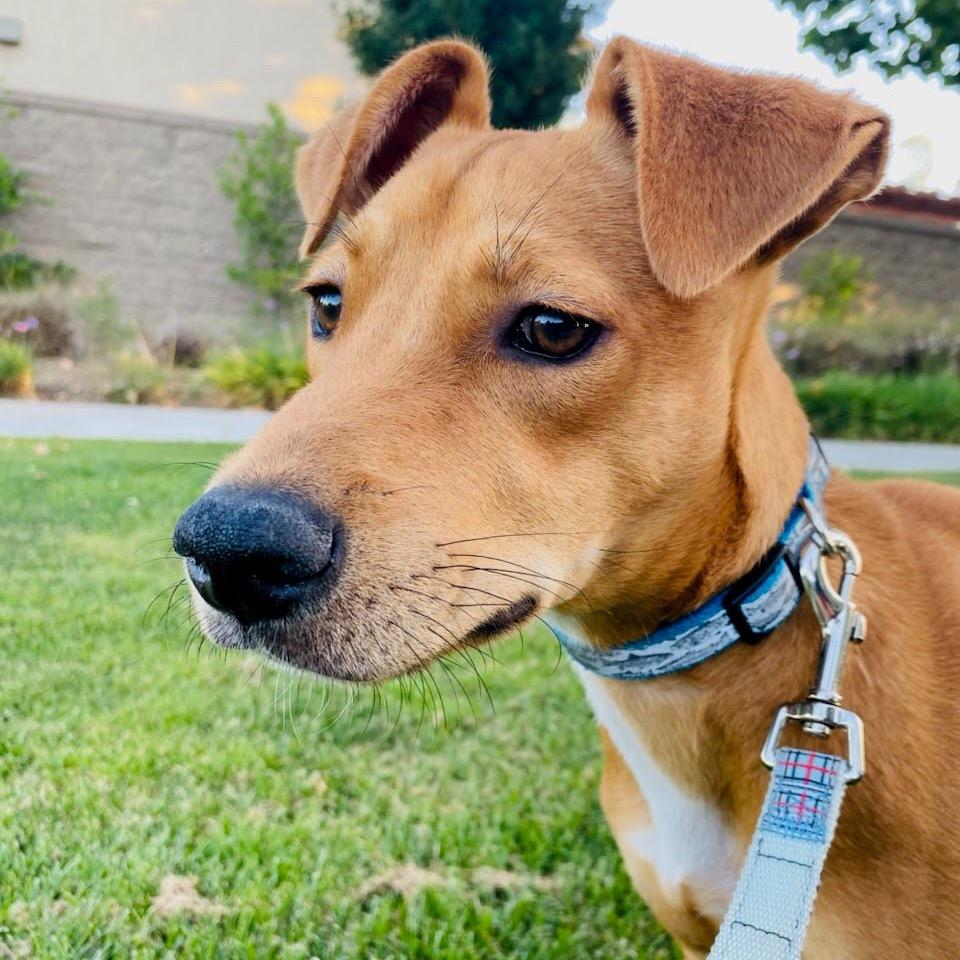 Ranger, a Adoptable mixed breed in Fresno, CA image 3/4