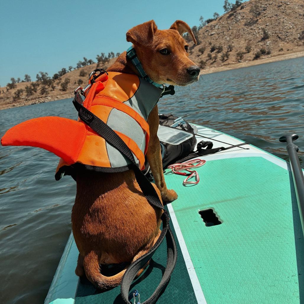 Ranger, a Adoptable mixed breed in Fresno, CA image 1/4