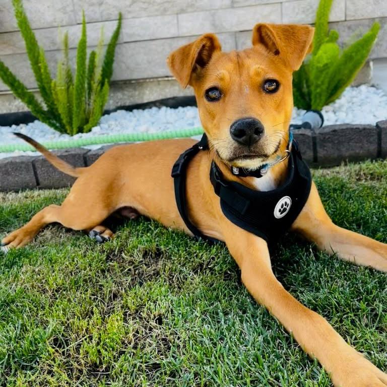 Ranger, a Adoptable mixed breed in Fresno, CA image 4/4