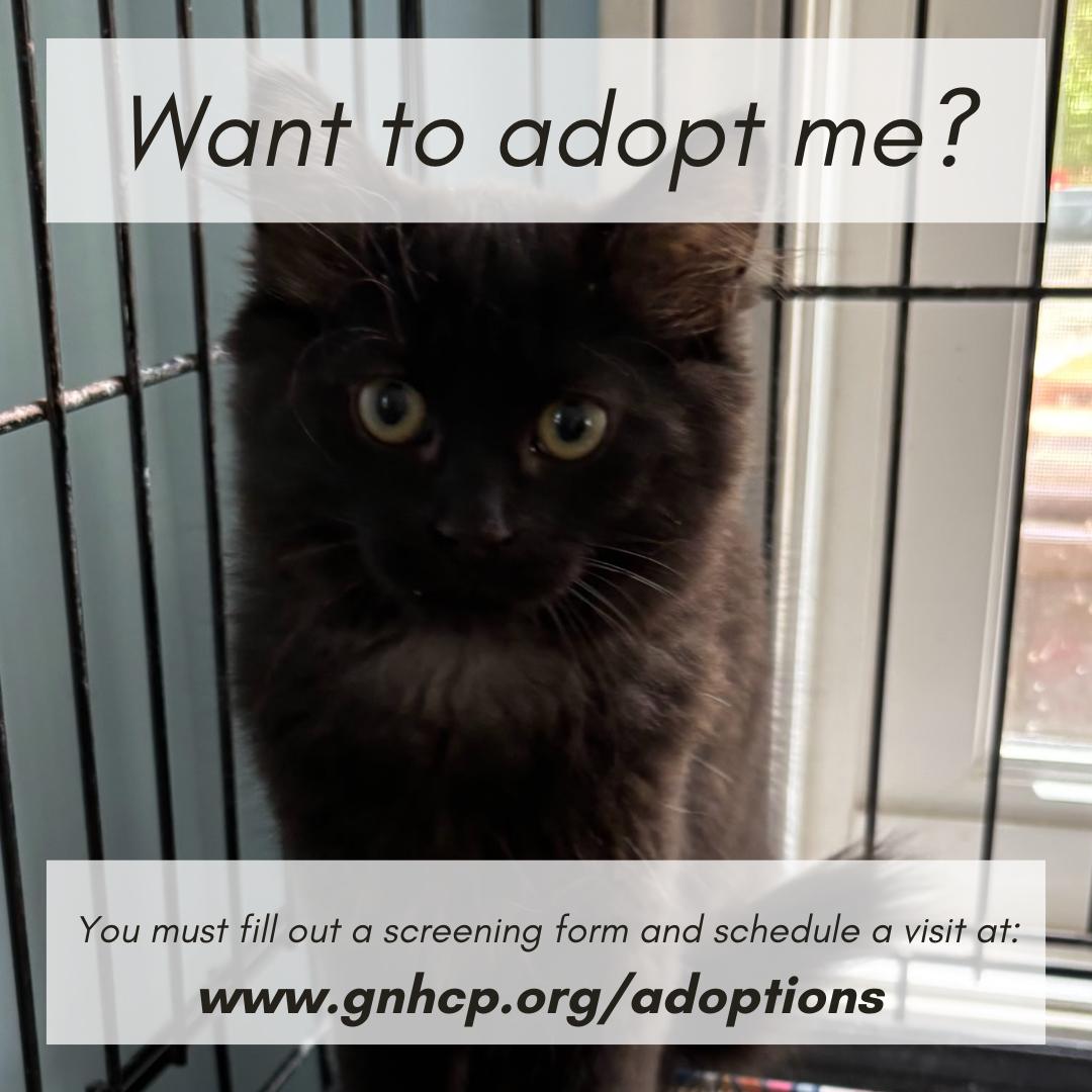 Nova, Adoptable, Young Female Domestic Medium Hair.