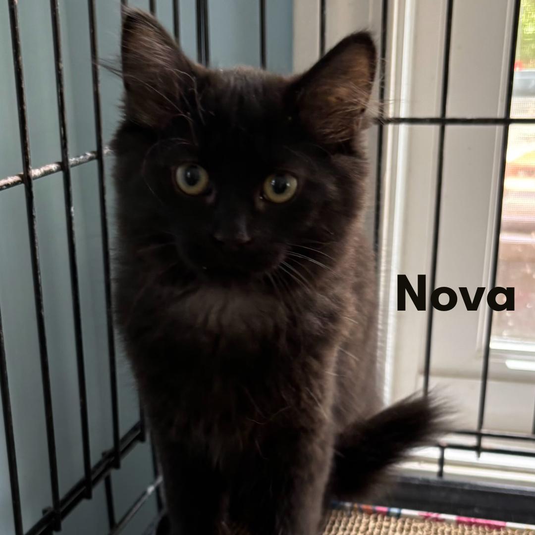 Nova