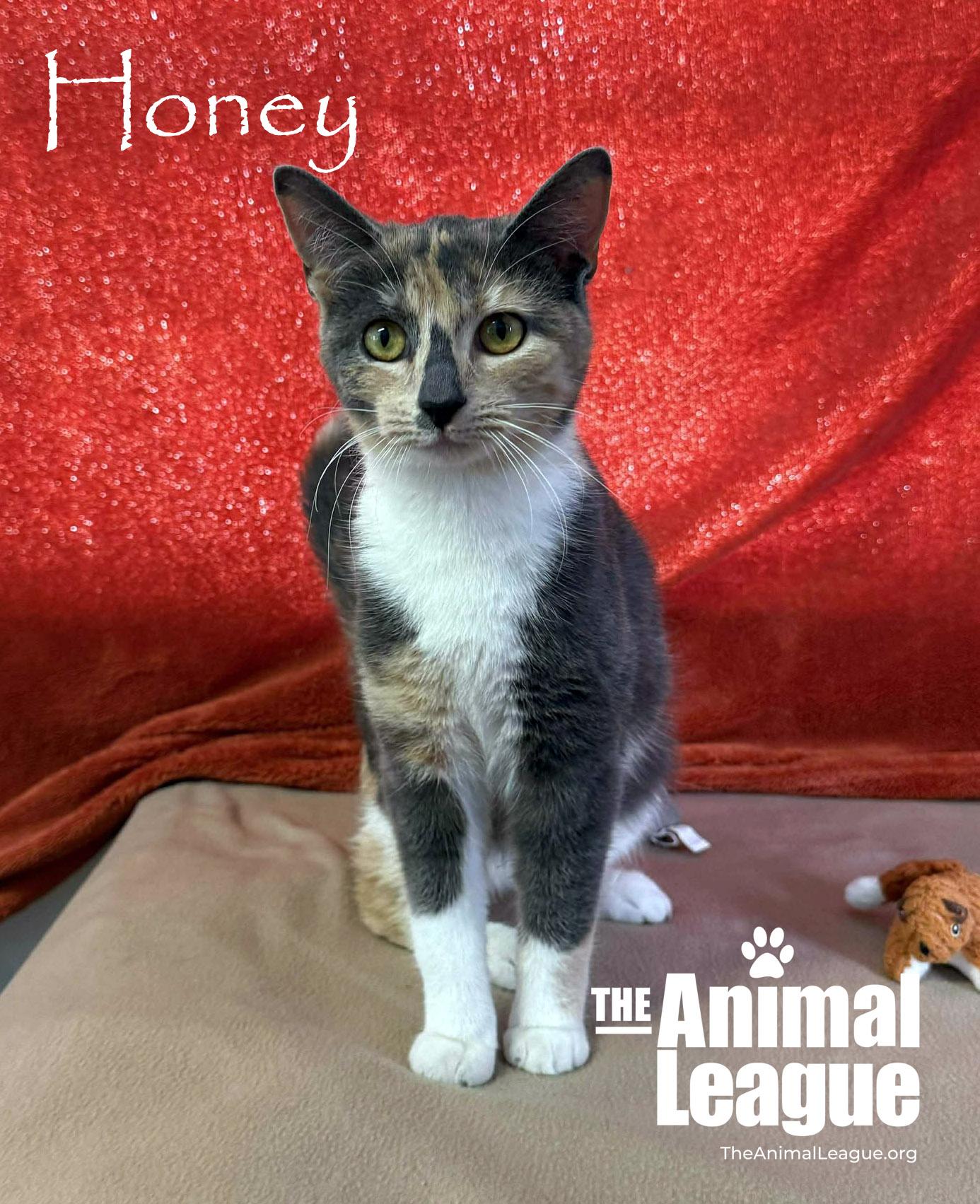 Enlarge Honey, a ADOPTABLE mixed breed in Clermont, FL image 2/4