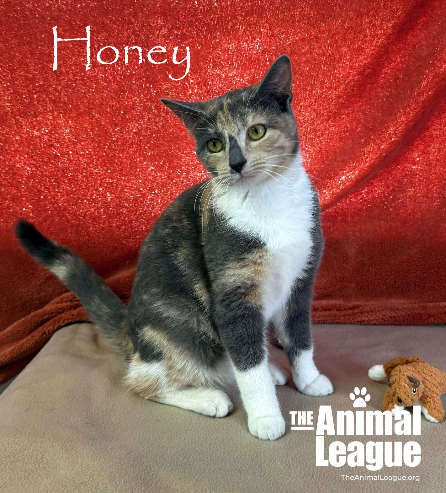 Honey, ADOPTABLE, Adult Female Dilute Calico & Domestic Short Hair.
