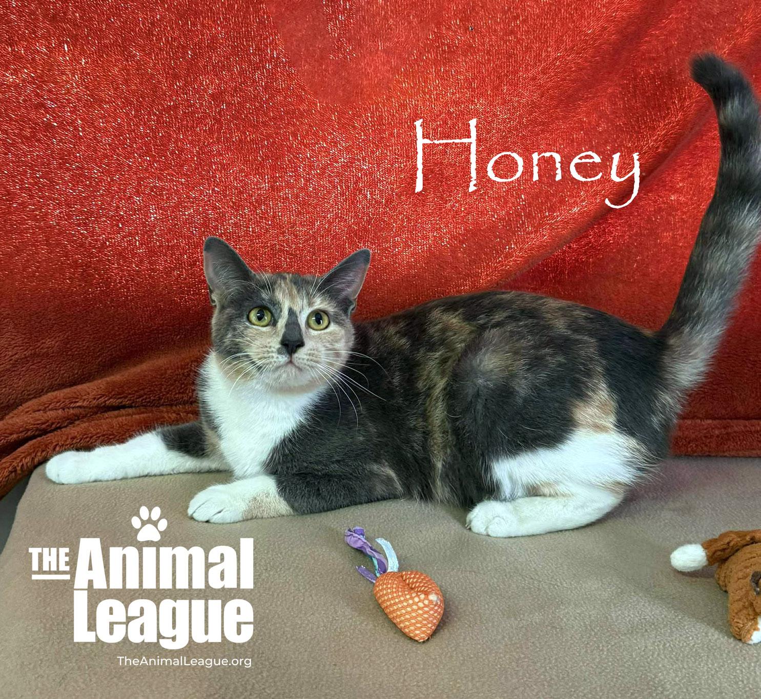 Enlarge Honey, a ADOPTABLE mixed breed in Clermont, FL image 3/4