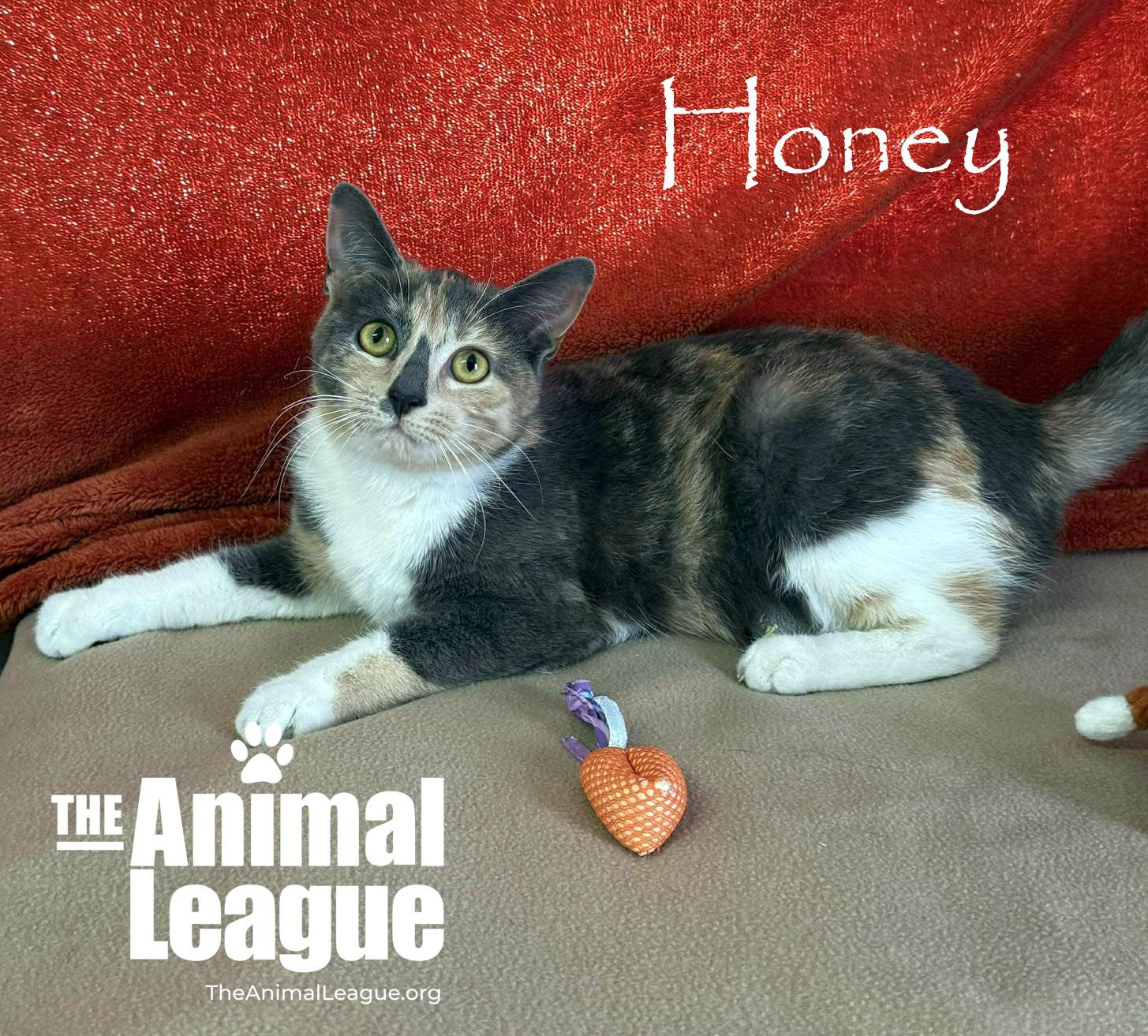Enlarge Honey, a ADOPTABLE mixed breed in Clermont, FL image 4/4