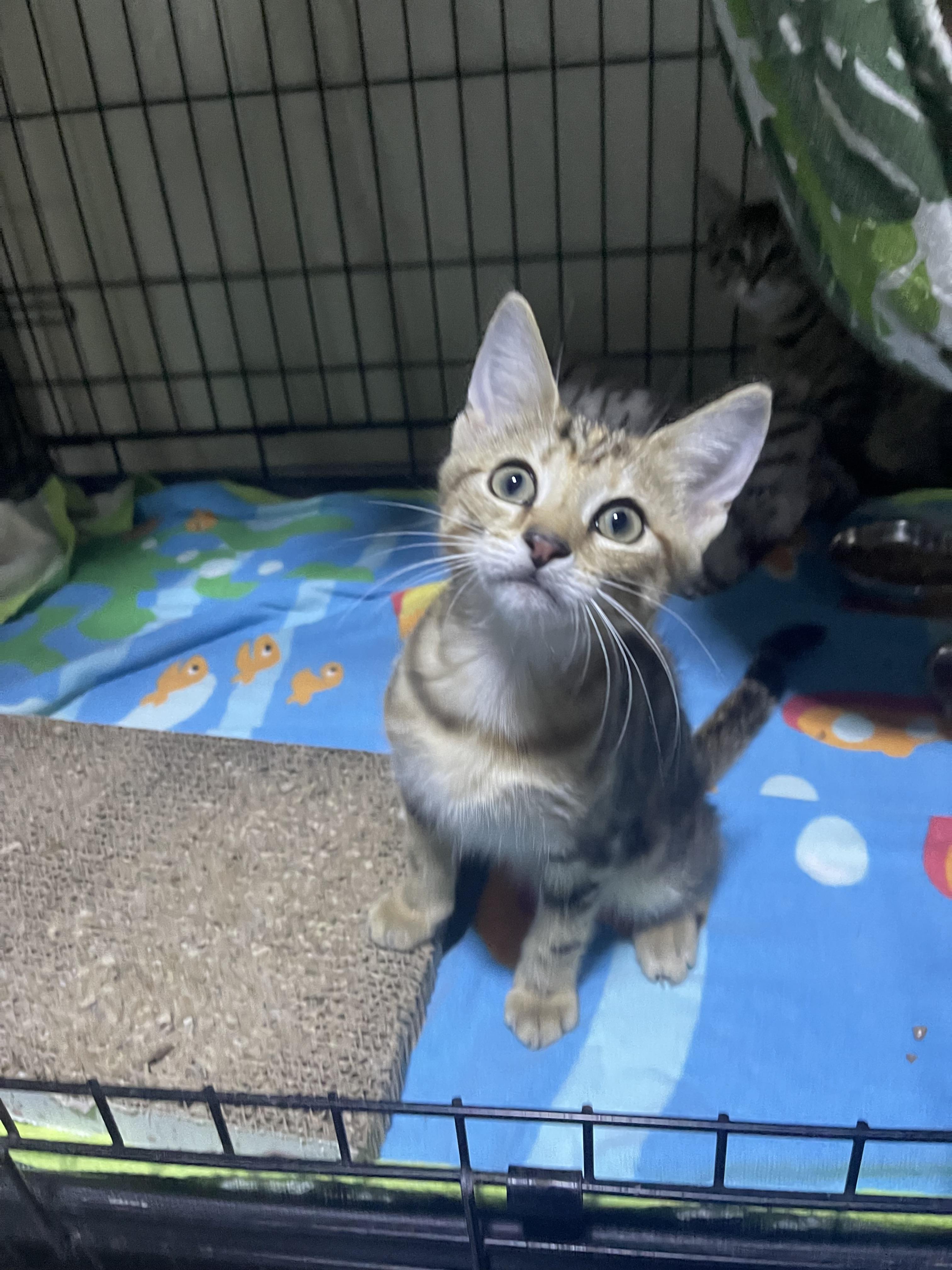 Ali, Adoptable, Kitten Female Domestic Short Hair.