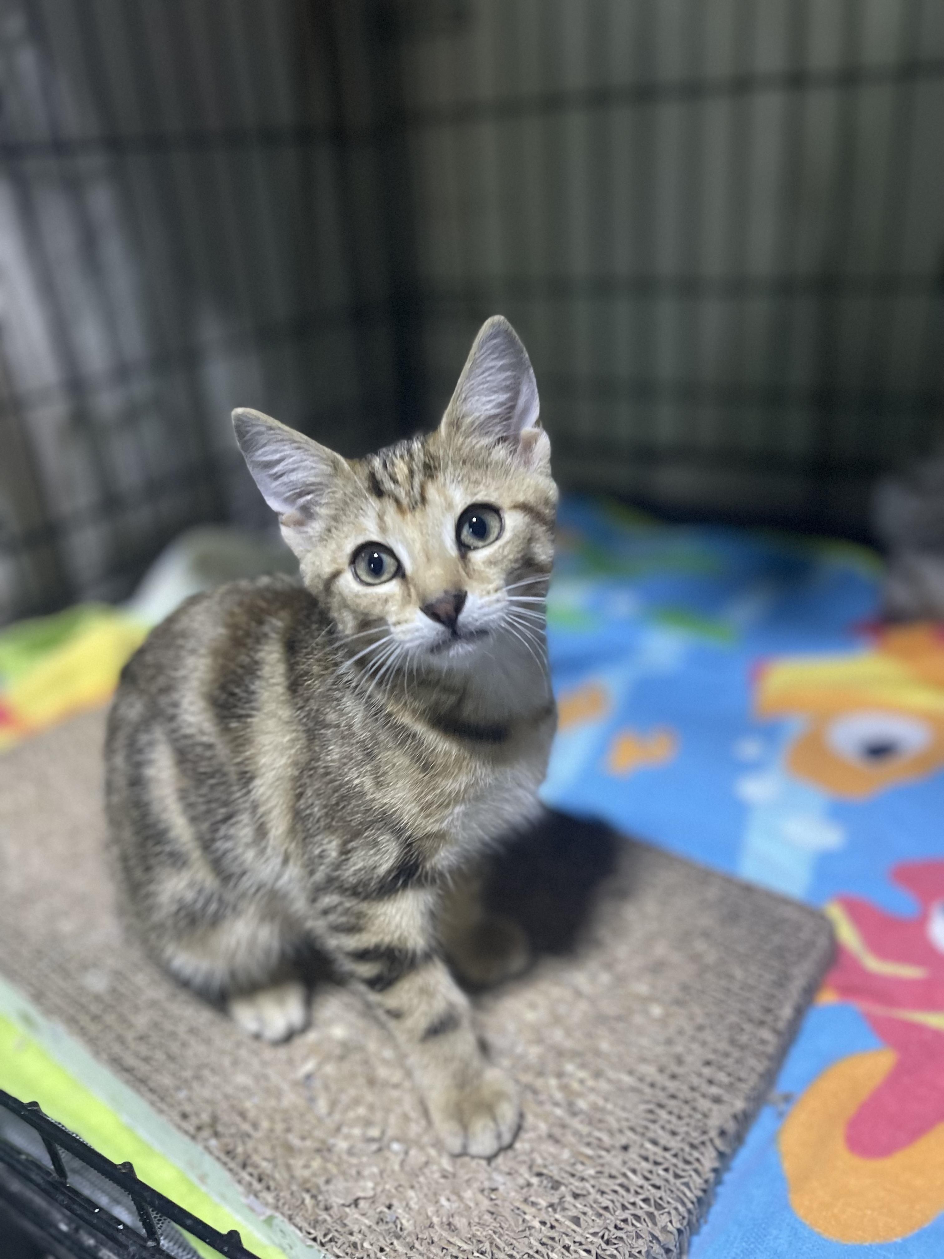 Ali