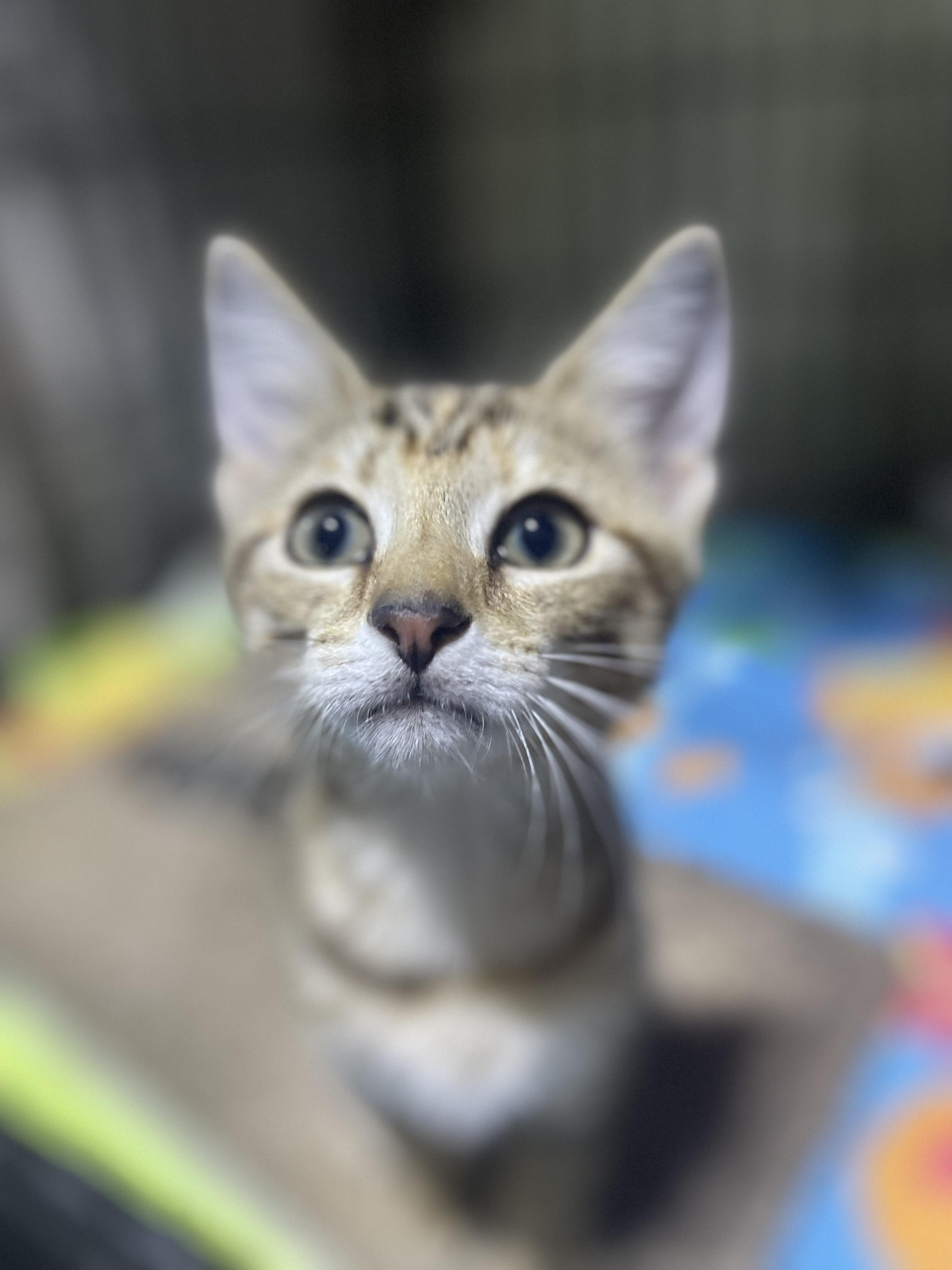 Ali, a Adoptable Domestic Short Hair in Bridgeton, NJ image 3/3