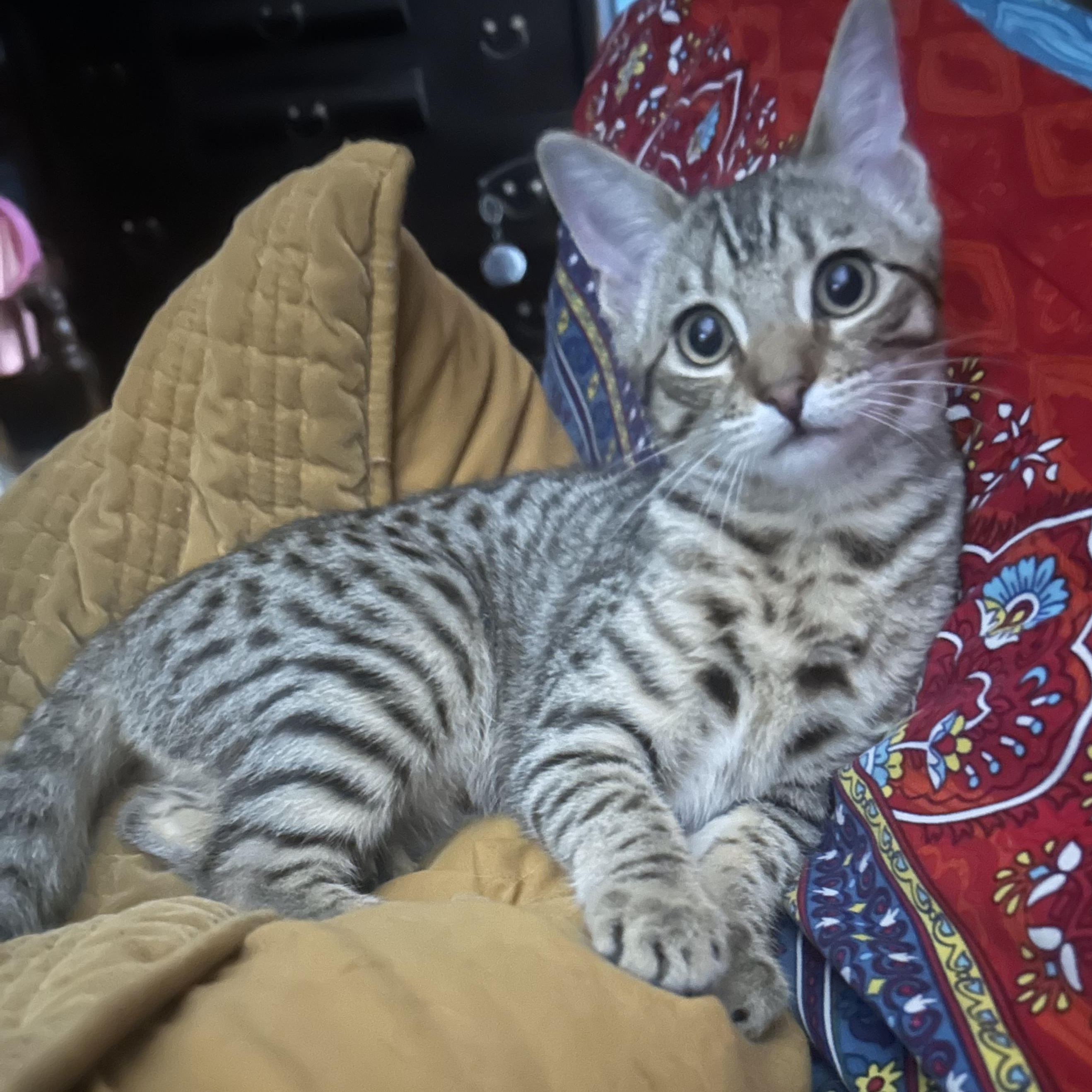 Waffles, adoptable, Young Female Domestic Short Hair.