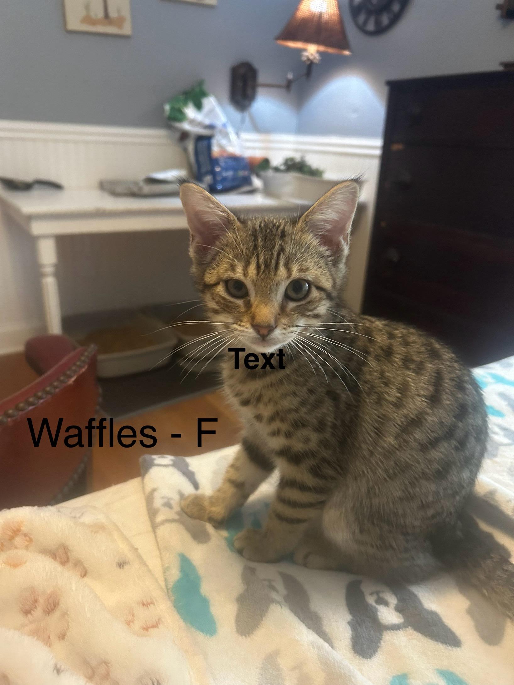 Enlarge Waffles, a Adoptable Domestic Short Hair in Mount Pleasant, SC image 1/1