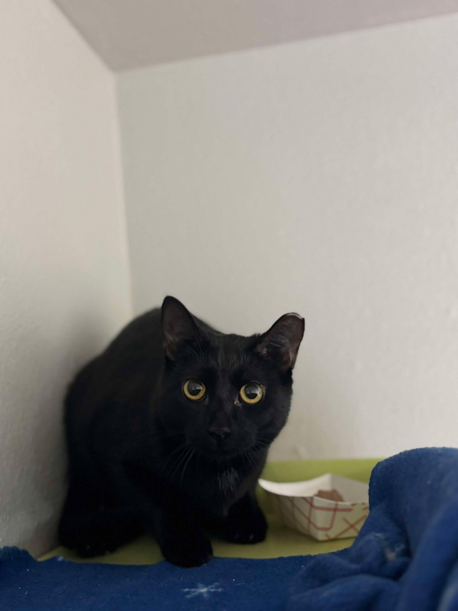 Onyx