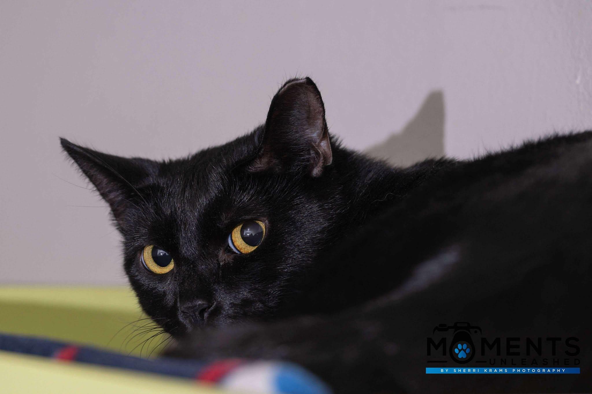 Onyx