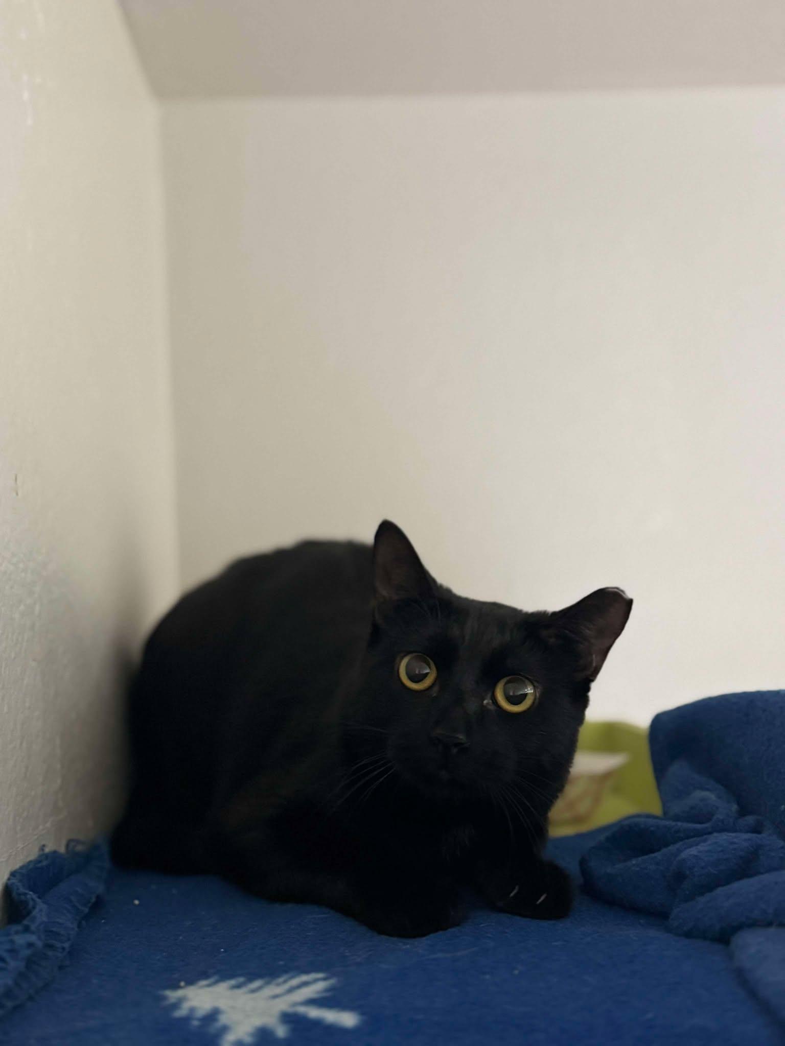 Onyx