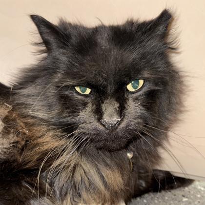 Calvin, ADOPTABLE, Adult Male Domestic Long Hair.