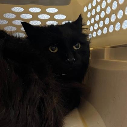 Enlarge Calvin, a ADOPTABLE mixed breed in Lansing, MI image 2/2