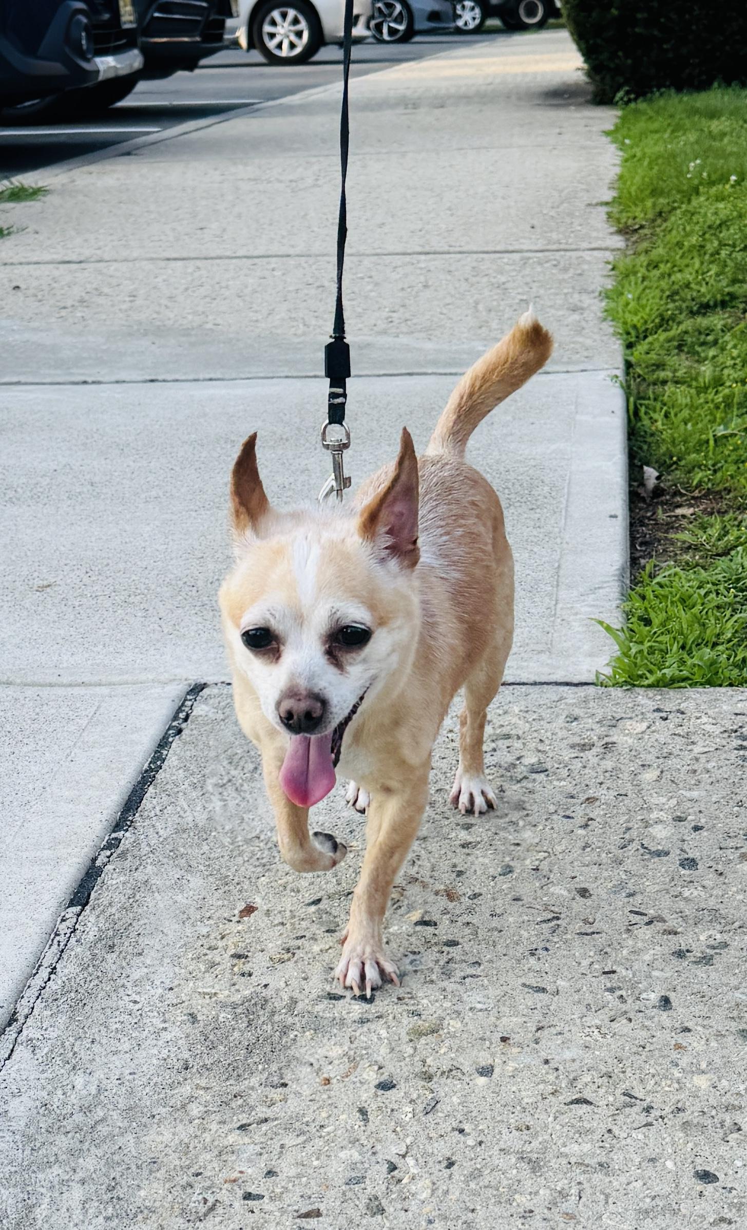 Enlarge Meet SPIKE - Sweet adult male chihuahua - COURTESY POSTING, a ADOPTABLE Chihuahua in Clifton, NJ image 5/5