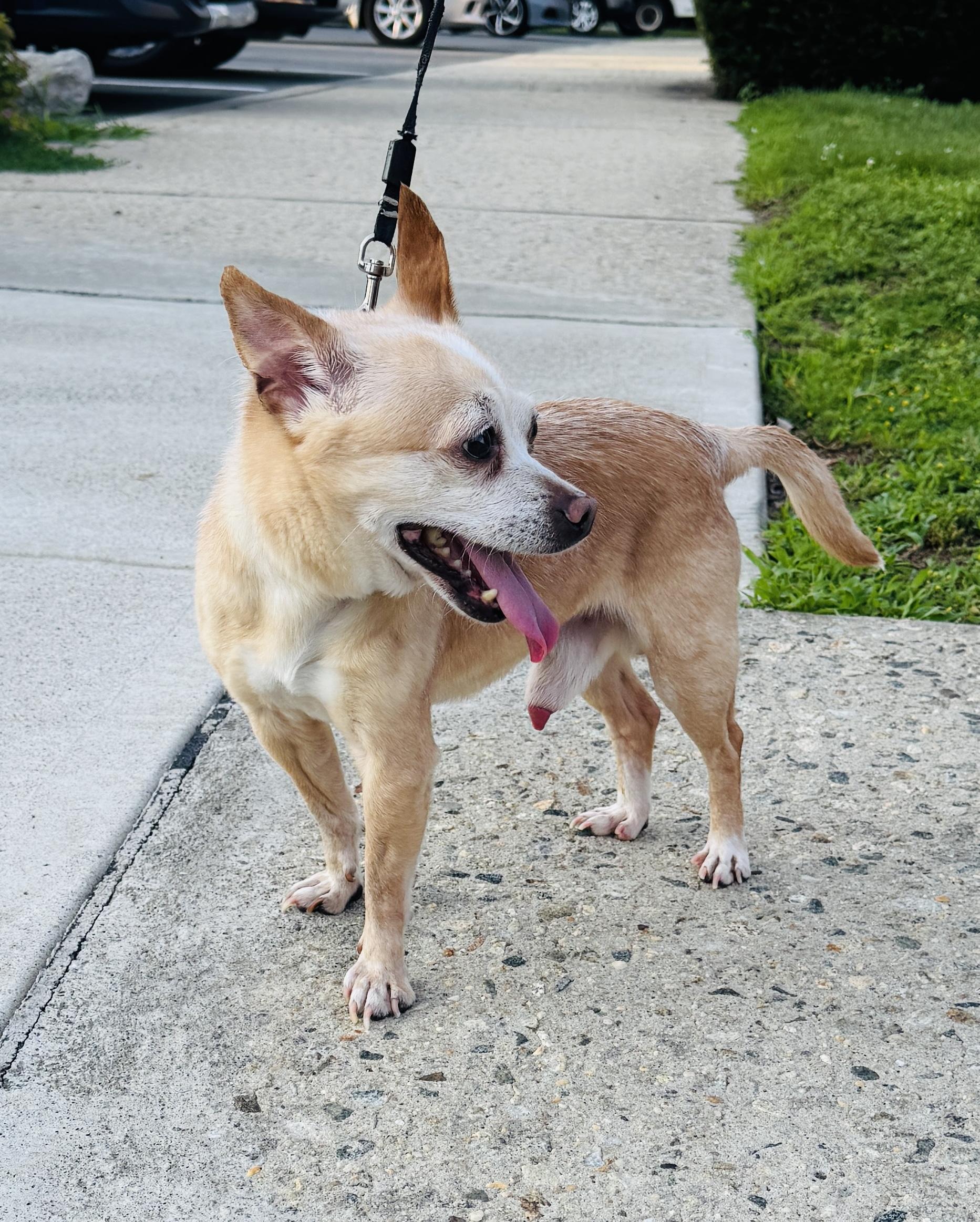 Enlarge Meet SPIKE - Sweet adult male chihuahua - COURTESY POSTING, a ADOPTABLE Chihuahua in Clifton, NJ image 4/5