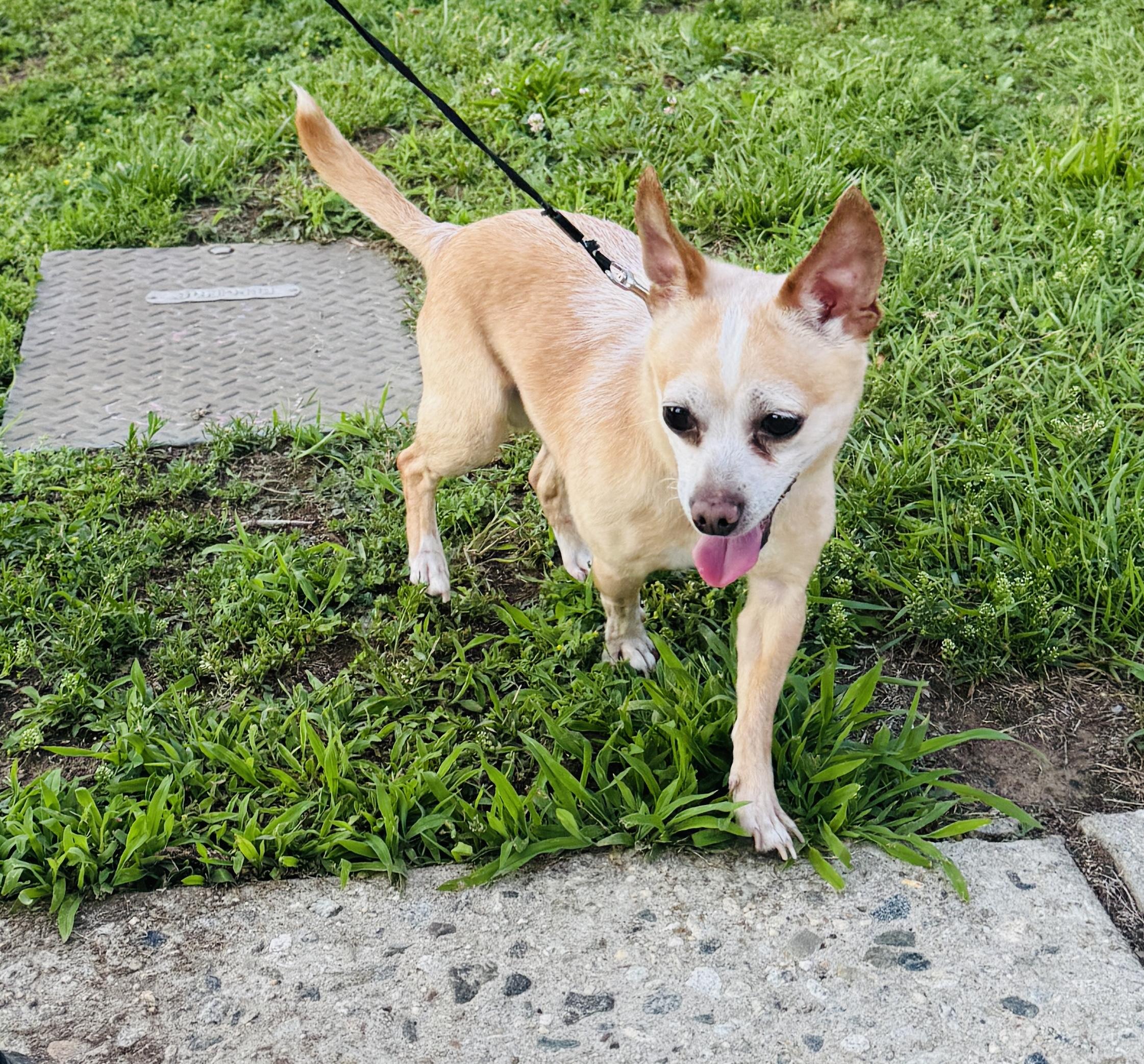 Meet SPIKE - Sweet adult male chihuahua - COURTESY POSTING, ADOPTABLE, Adult Male Chihuahua.
