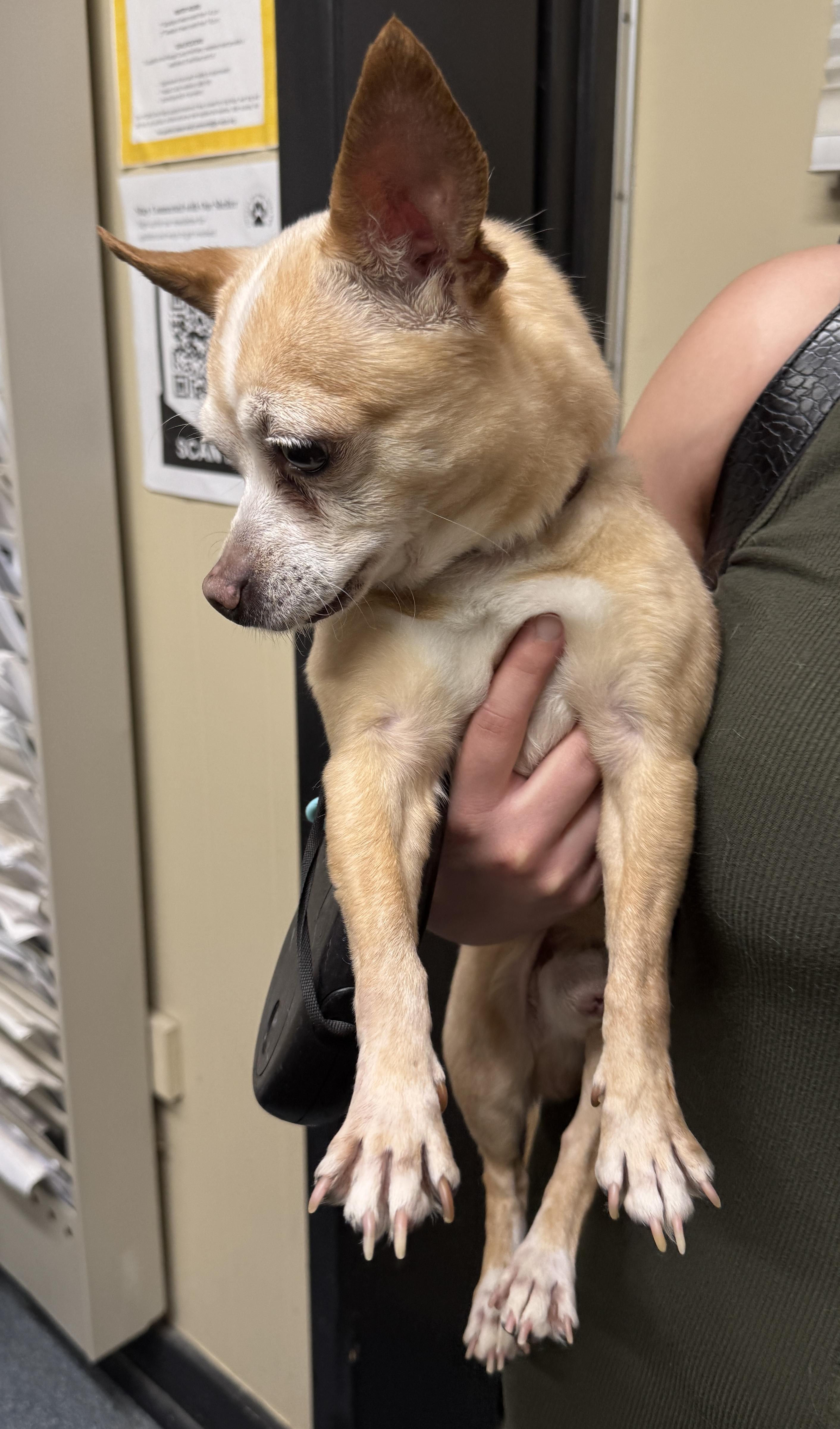 Enlarge Meet SPIKE - Sweet adult male chihuahua - COURTESY POSTING, a ADOPTABLE Chihuahua in Clifton, NJ image 3/5