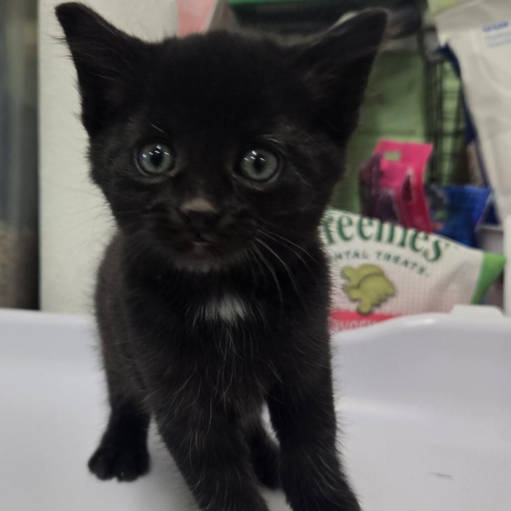 Enlarge Opal #125, a Adoptable Domestic Short Hair in Tawas City, MI image 1/1