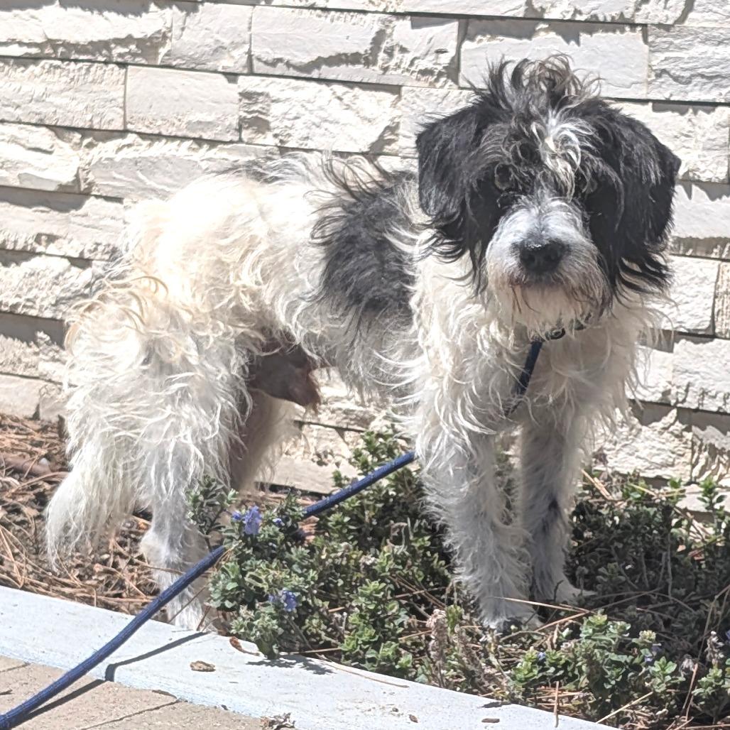 Mack - City of Industry Location, Adoptable, Adult Male Poodle & Terrier.