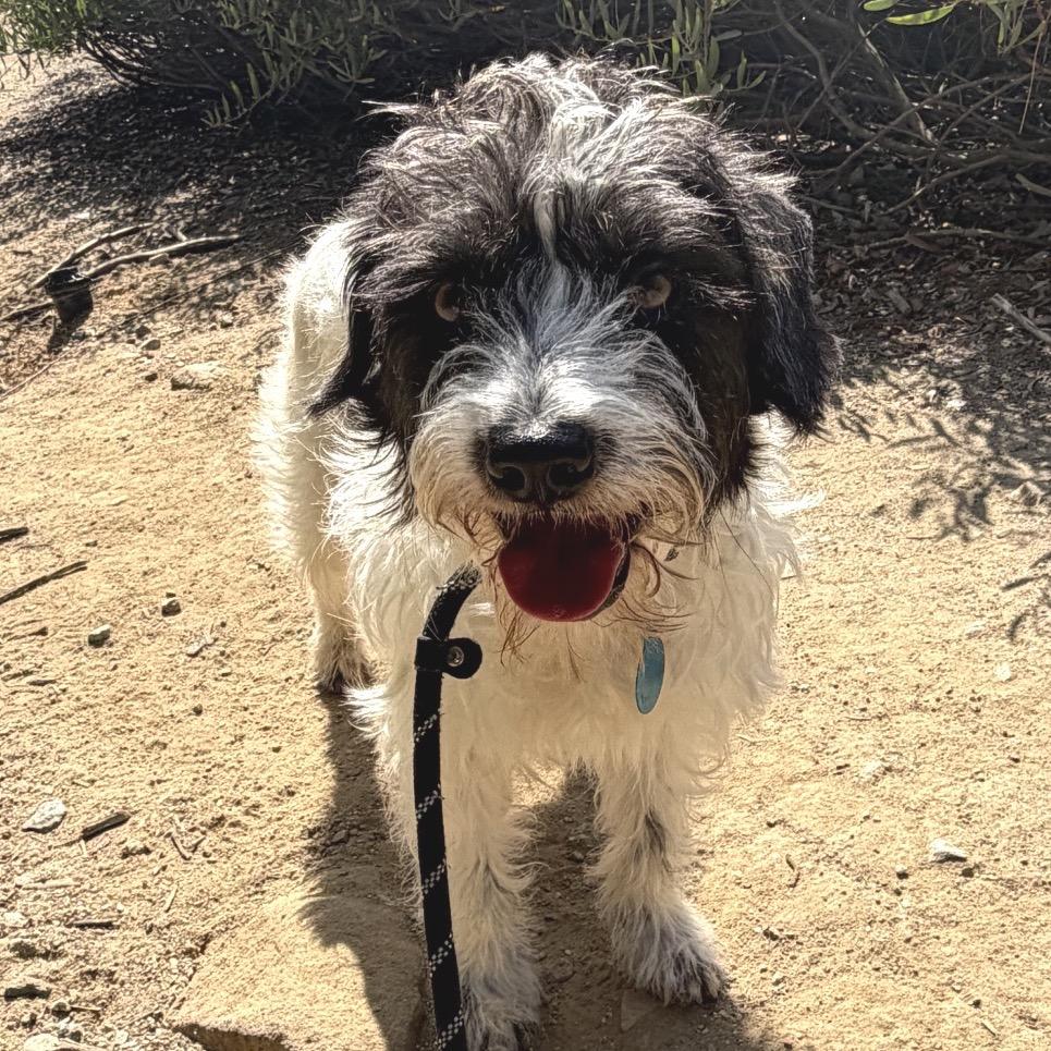 Enlarge Mack - City of Industry Location, a Adoptable mixed breed in Chino Hills, CA image 2/6