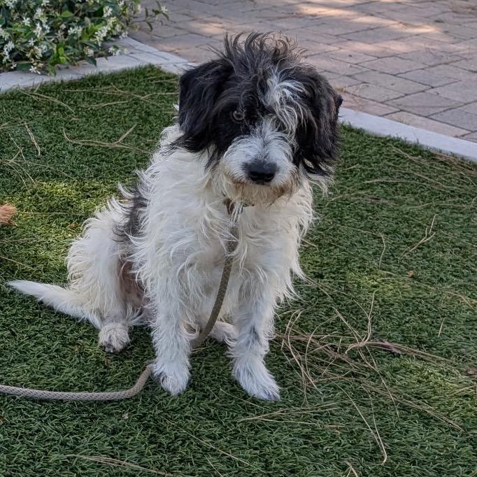 Enlarge Mack - City of Industry Location, a Adoptable mixed breed in Chino Hills, CA image 3/6