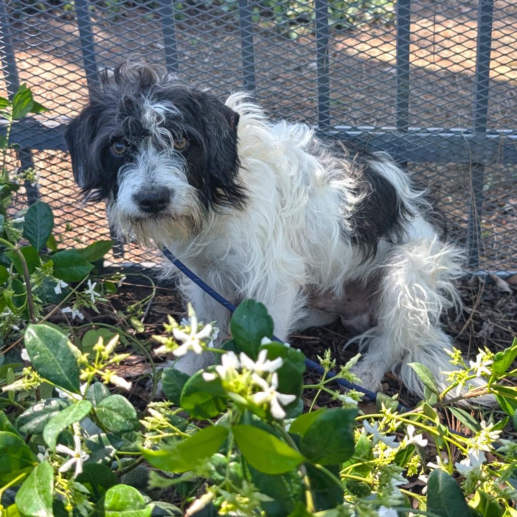 Enlarge Mack - City of Industry Location, a Adoptable mixed breed in Chino Hills, CA image 4/6