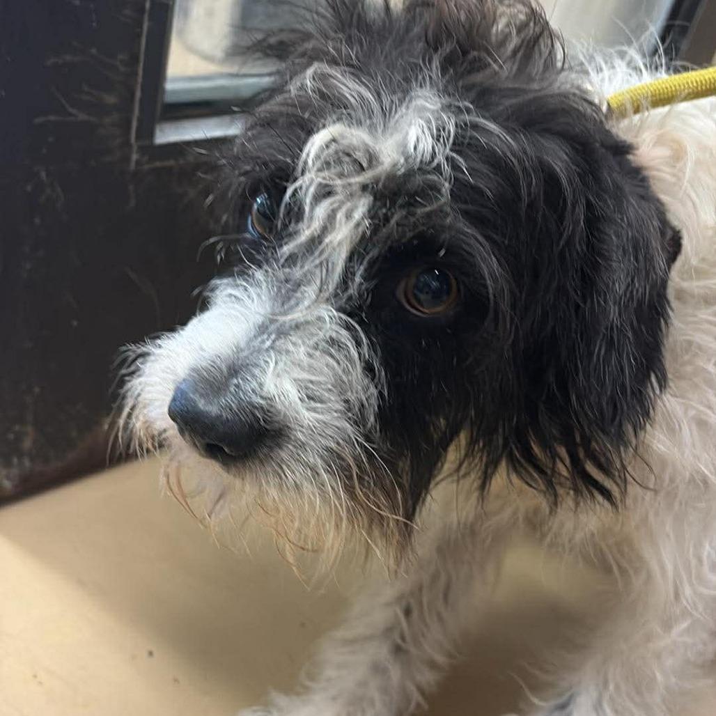 Enlarge Mack - City of Industry Location, a Adoptable mixed breed in Chino Hills, CA image 5/6