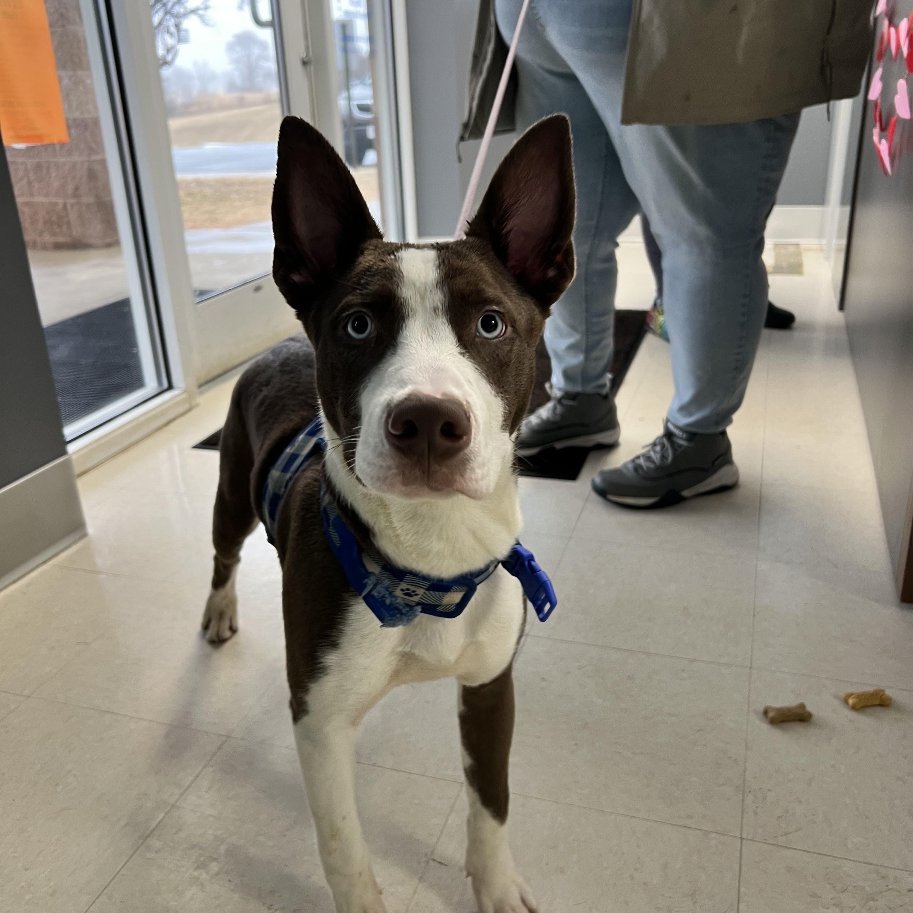 Enlarge Draco, a ADOPTABLE mixed breed in Culpeper, VA image 1/2