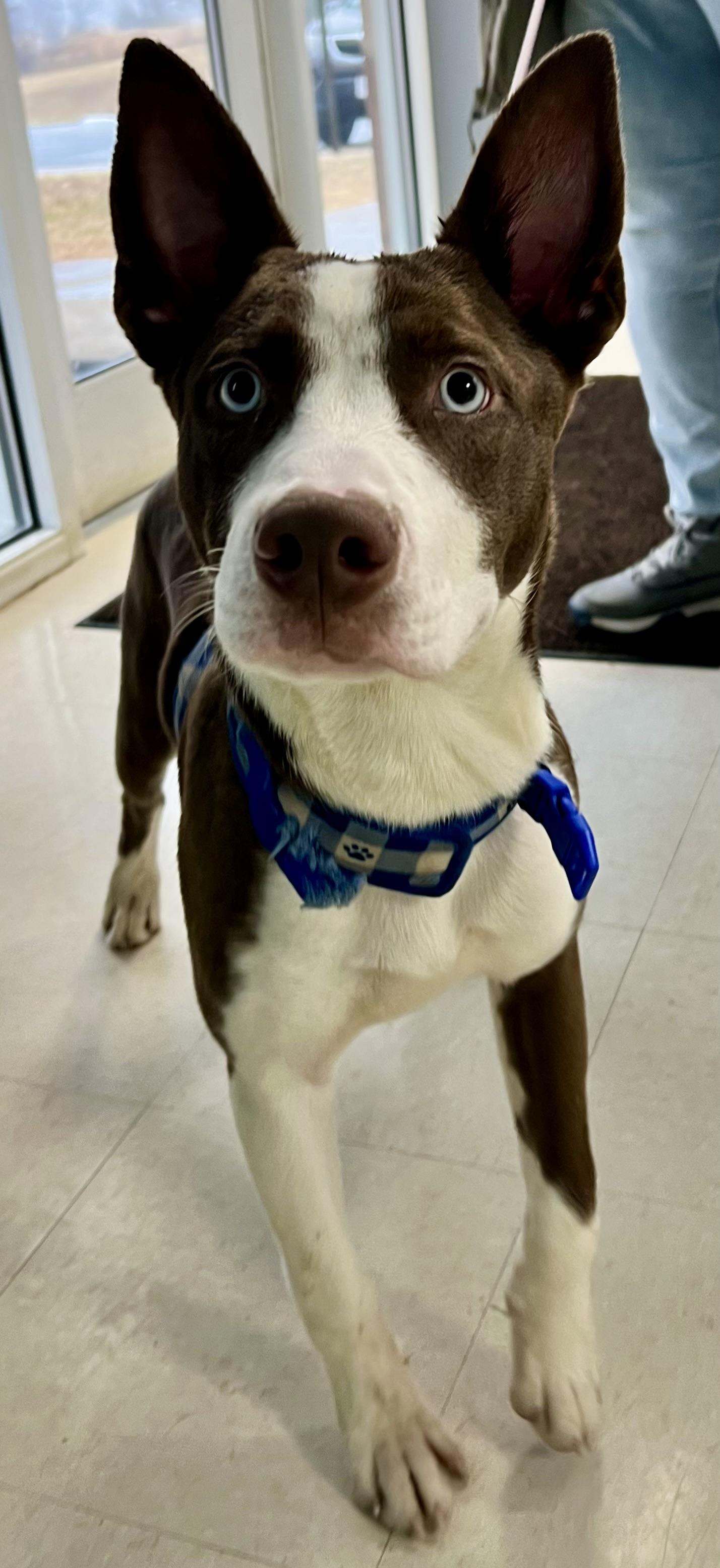 Enlarge Draco, a ADOPTABLE mixed breed in Culpeper, VA image 2/2