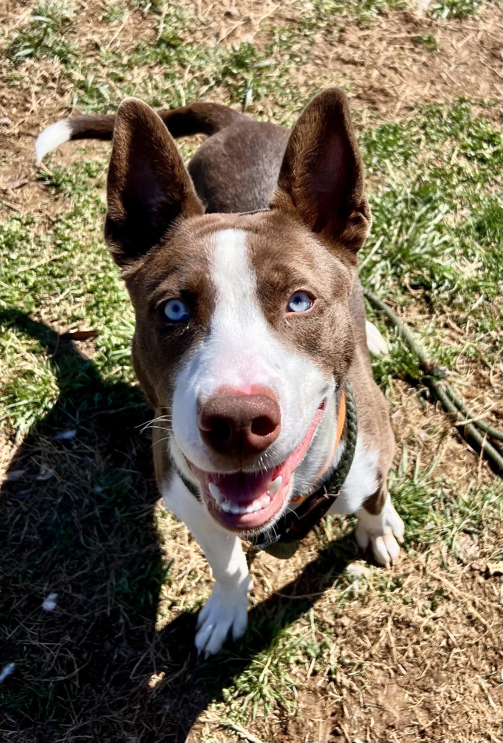 Enlarge Draco, a ADOPTABLE mixed breed in Culpeper, VA image 2/6