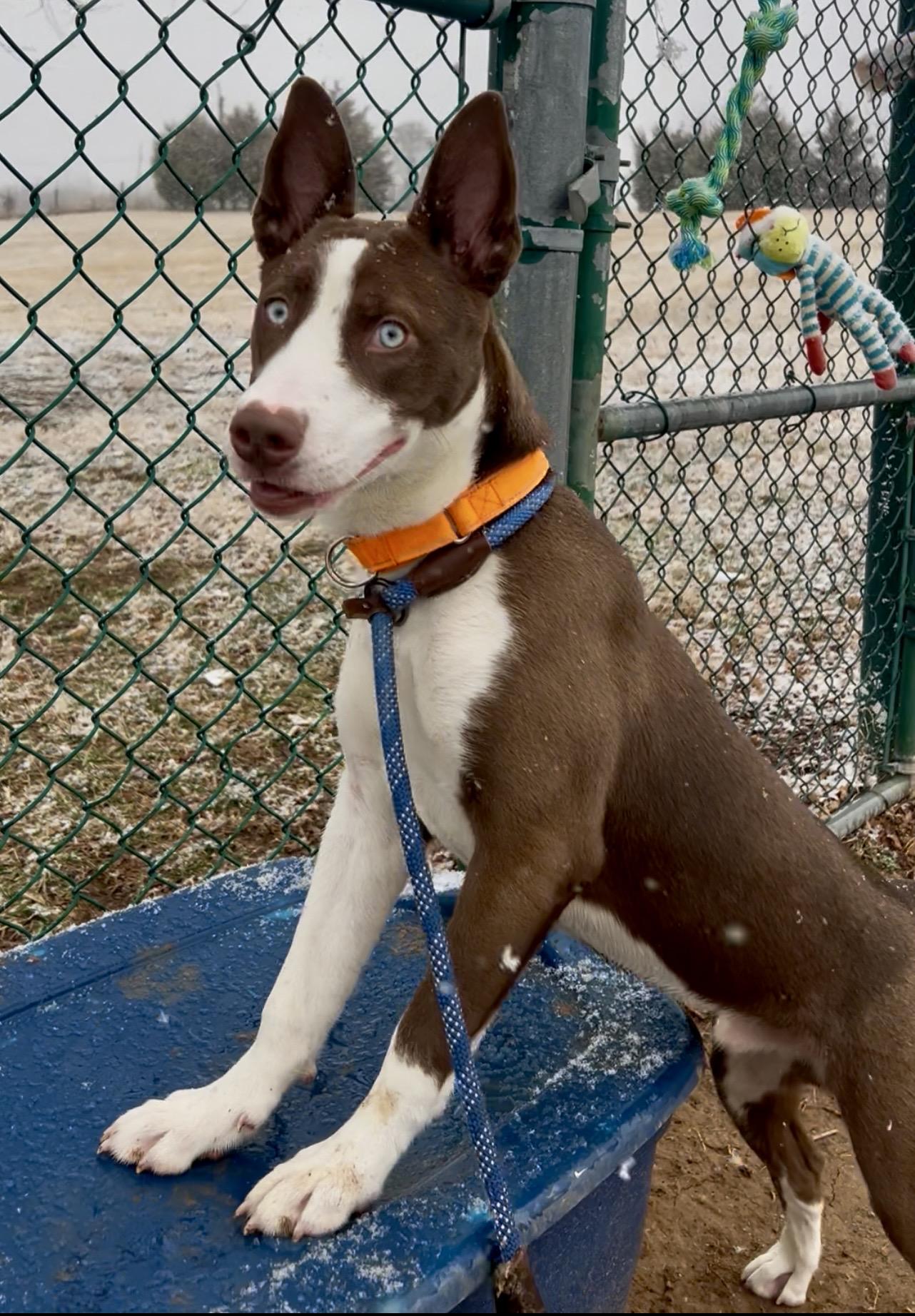 Enlarge Draco, a ADOPTABLE mixed breed in Culpeper, VA image 1/6