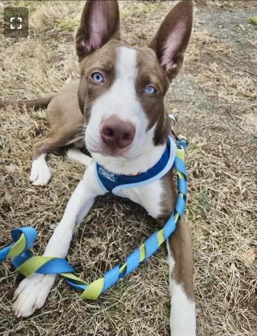 Enlarge Draco, a ADOPTABLE mixed breed in Culpeper, VA image 4/6