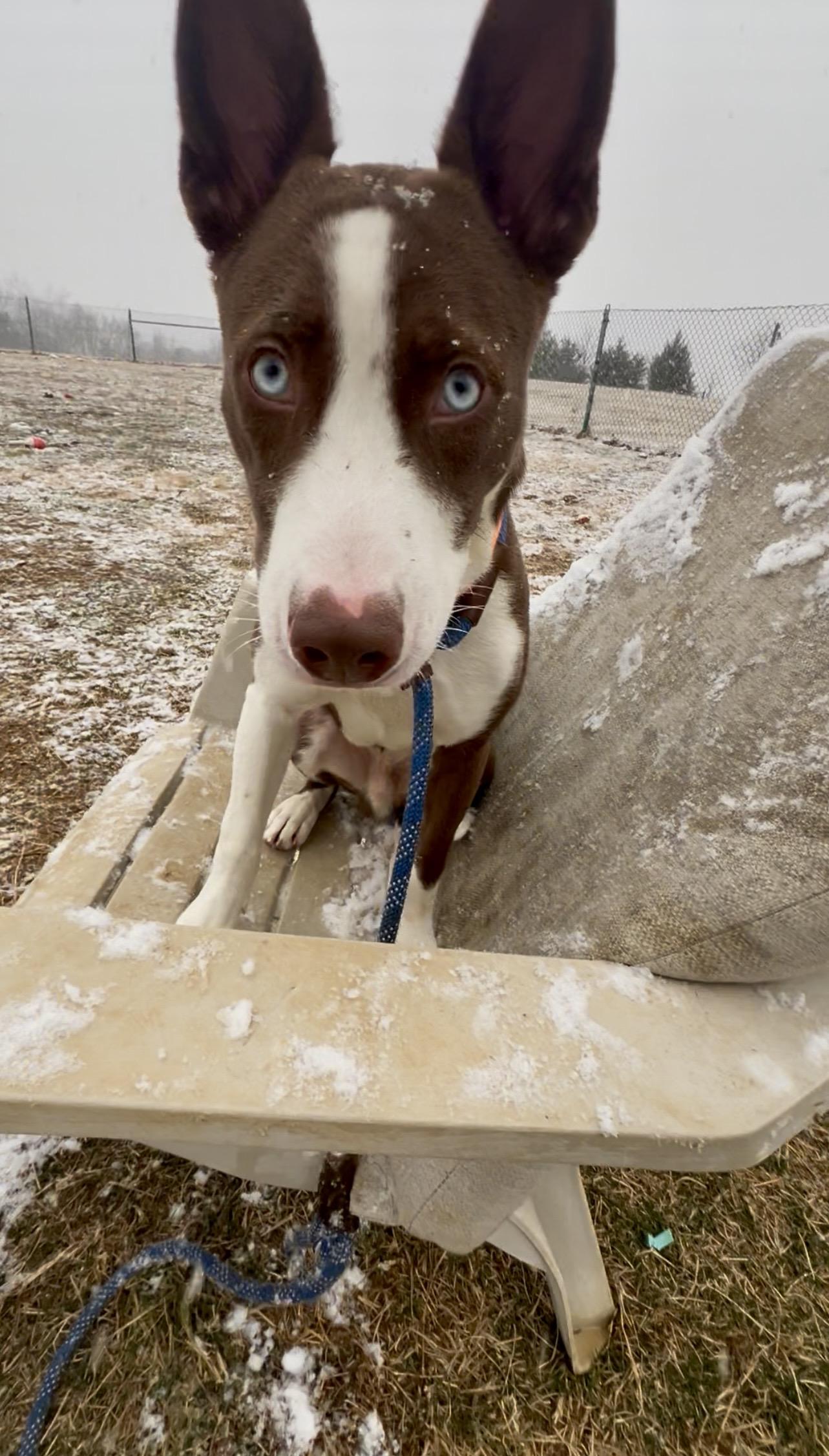 Enlarge Draco, a ADOPTABLE mixed breed in Culpeper, VA image 5/6