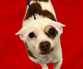 Enlarge Spud , an adopted Chihuahua in Beaverton, OR image 3/6