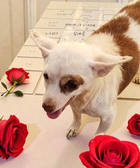 Enlarge Spud , an adopted Chihuahua in Beaverton, OR image 2/6