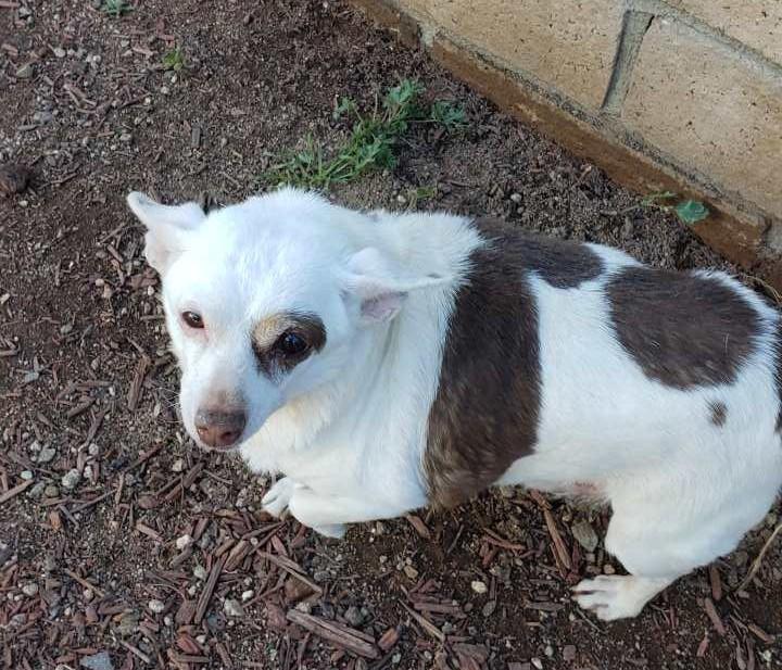 Enlarge Spud , an adopted Chihuahua in Beaverton, OR image 6/6