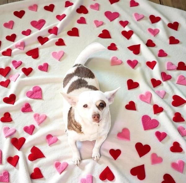 Enlarge Spud , an adopted Chihuahua in Beaverton, OR image 1/6