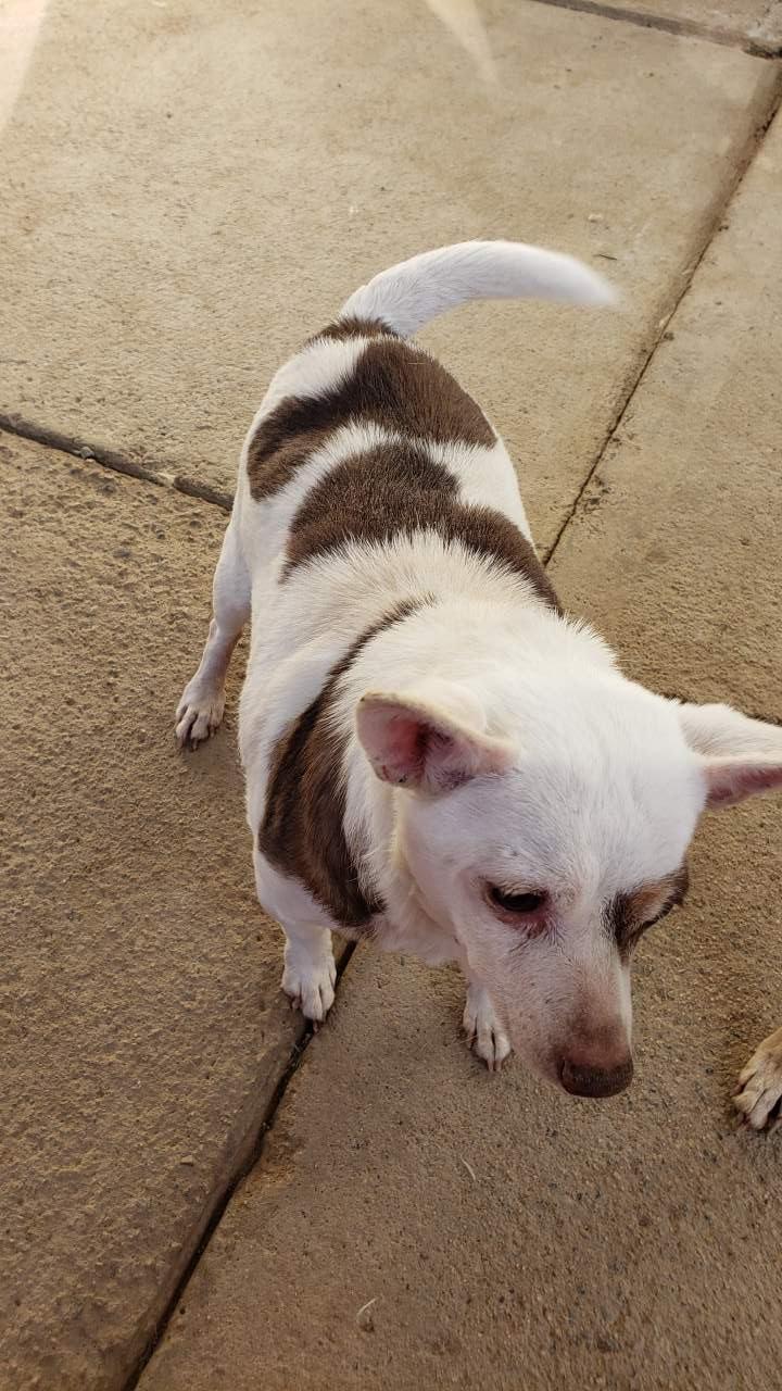Enlarge Spud , an adopted Chihuahua in Beaverton, OR image 4/6