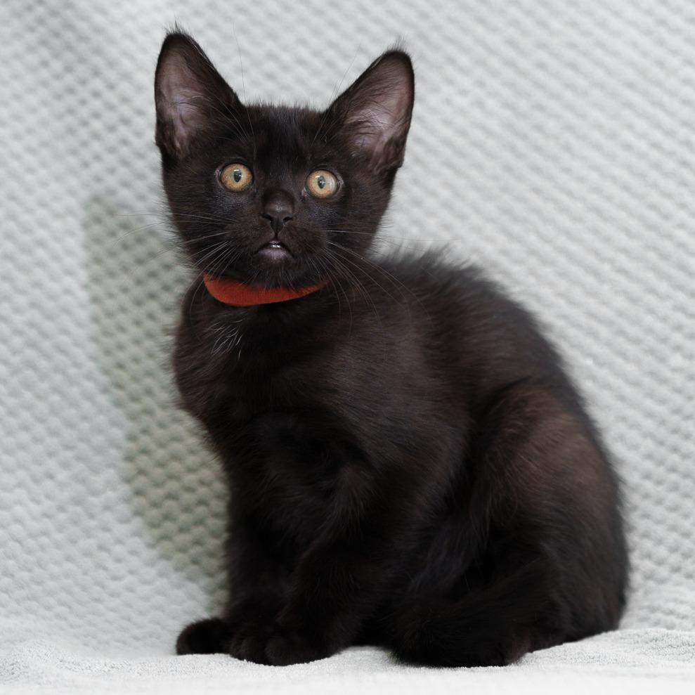 Nigel (Orange), Adoptable, Kitten Male Domestic Short Hair.