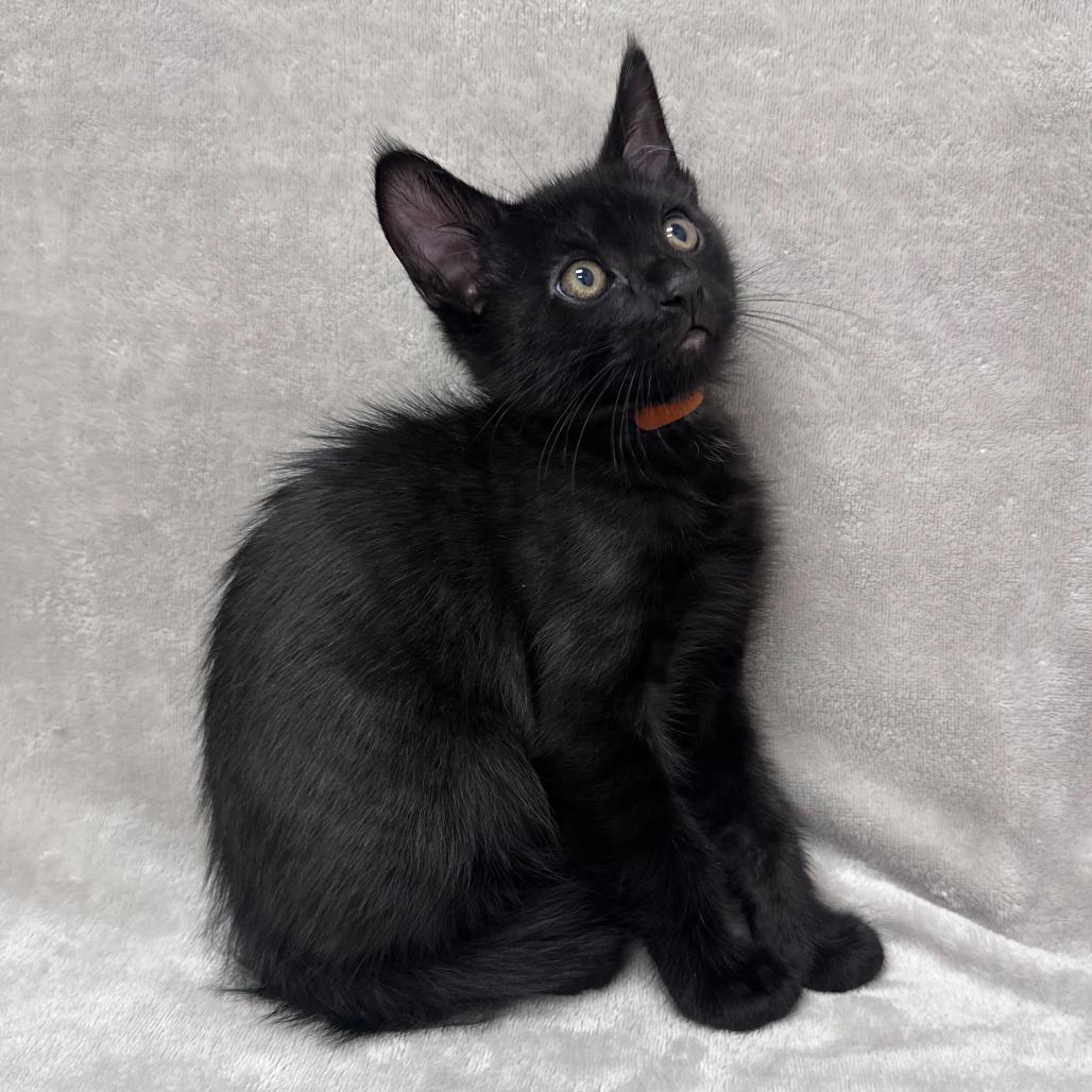 Enlarge Nigel (Orange), a Adoptable Domestic Short Hair in Sunnyvale, CA image 2/2