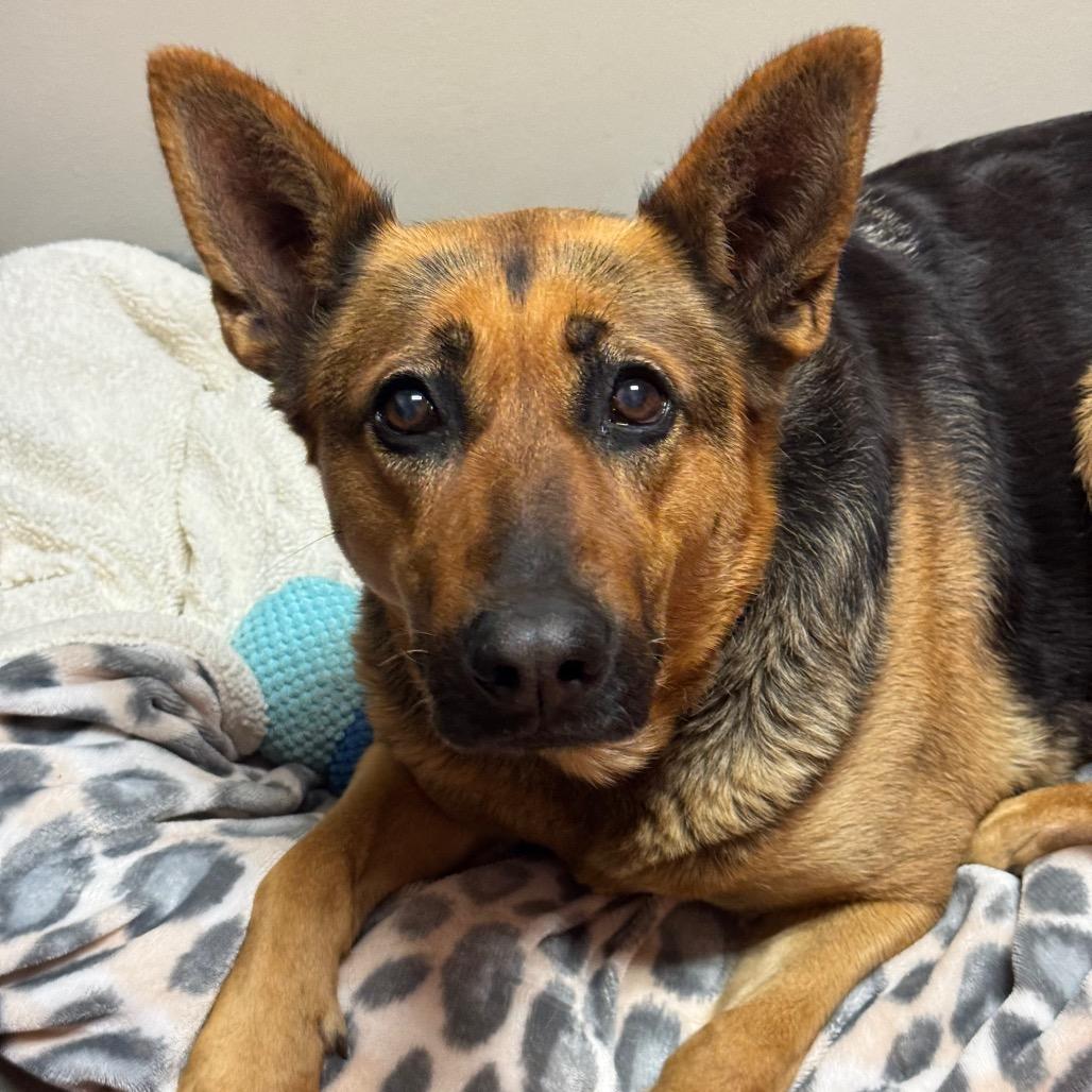 Torrie, Adoptable, Senior Female German Shepherd Dog.