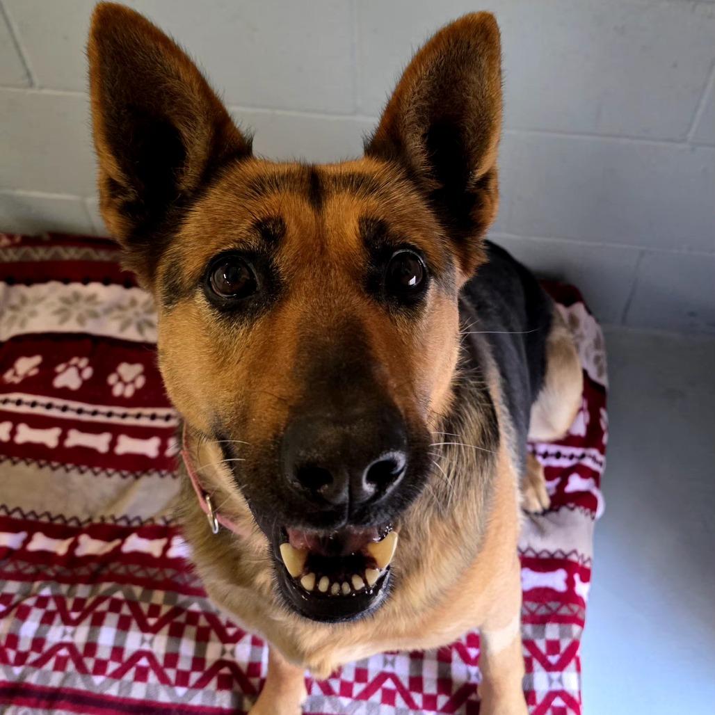 Torrie, a Adoptable German Shepherd Dog in Santa Barbara, CA image 2/6