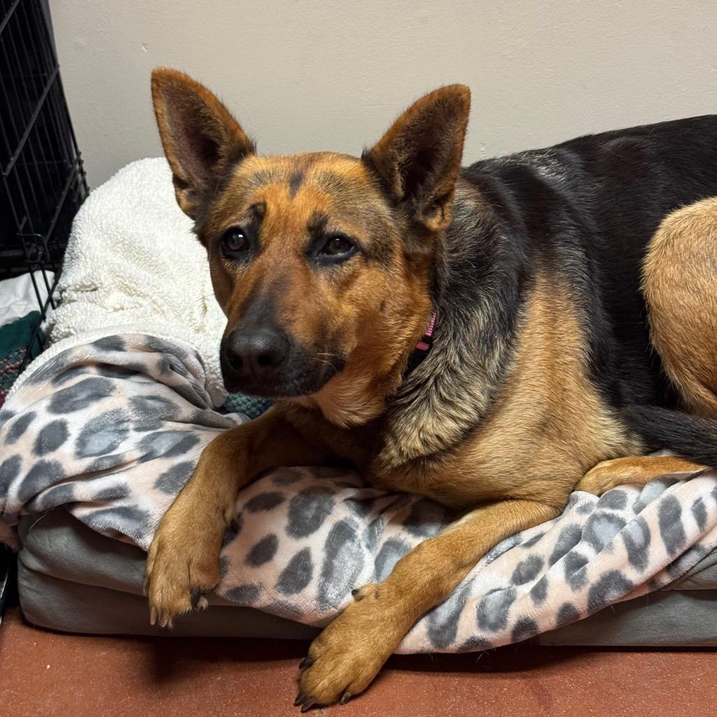 Torrie, a Adoptable German Shepherd Dog in Santa Barbara, CA image 3/6