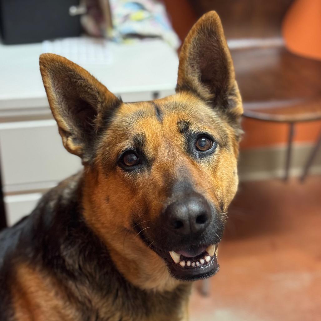 Torrie, a Adoptable German Shepherd Dog in Santa Barbara, CA image 4/6