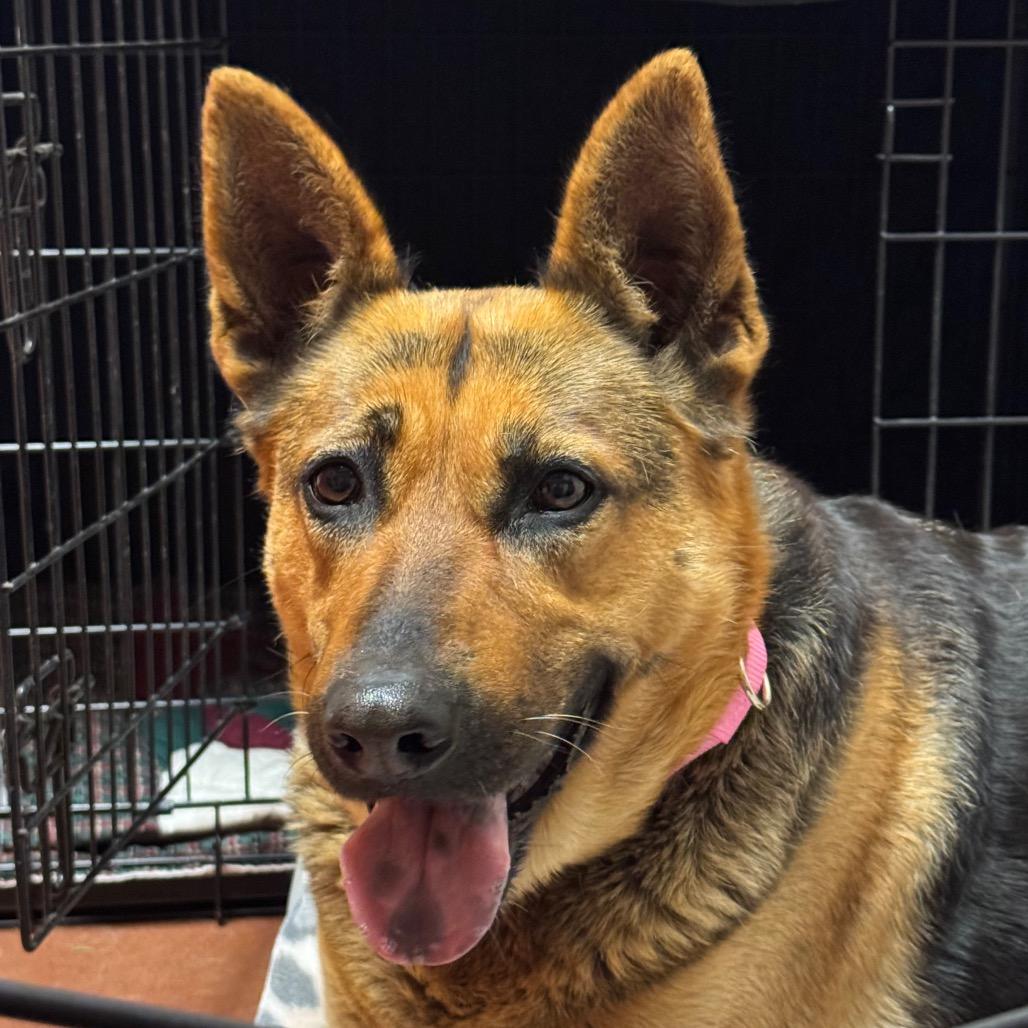 Torrie, a Adoptable German Shepherd Dog in Santa Barbara, CA image 5/6