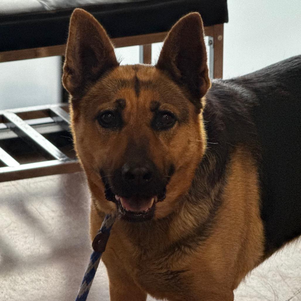 Torrie, a Adoptable German Shepherd Dog in Santa Barbara, CA image 6/6