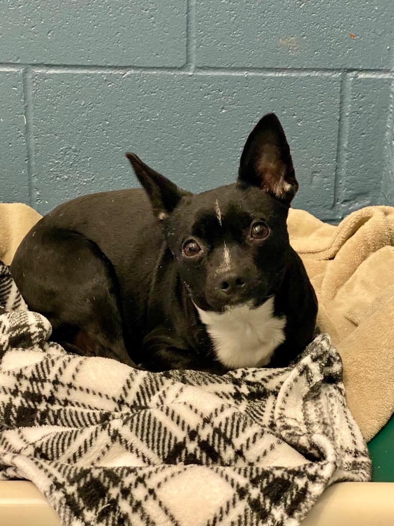 Patty, Adoptable, Adult Female Terrier.