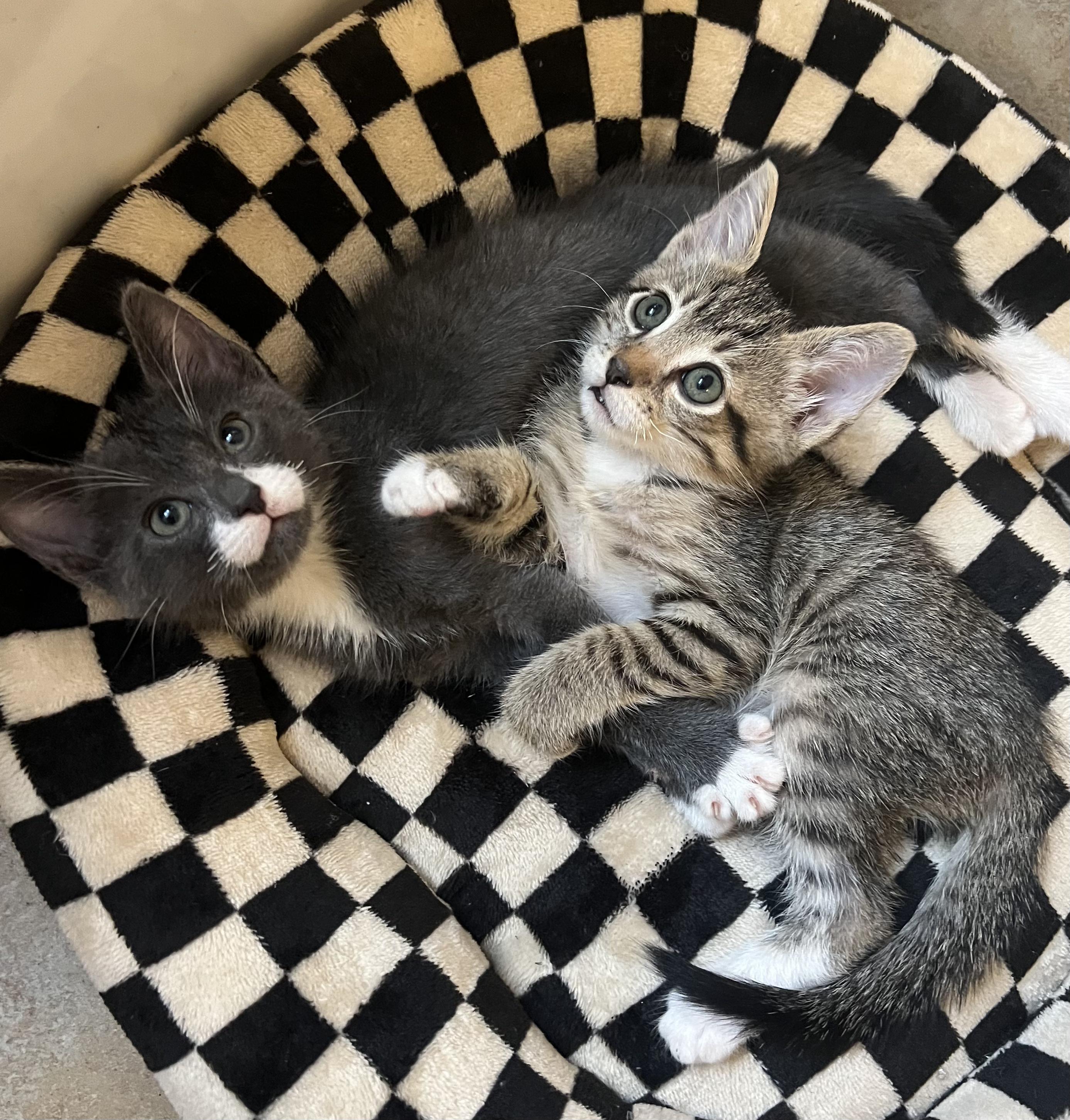 Enlarge Chip, a Adoptable Tabby in Los Angeles, CA image 4/4